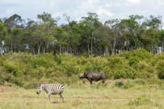 Mara Engai Wilderness Lodge